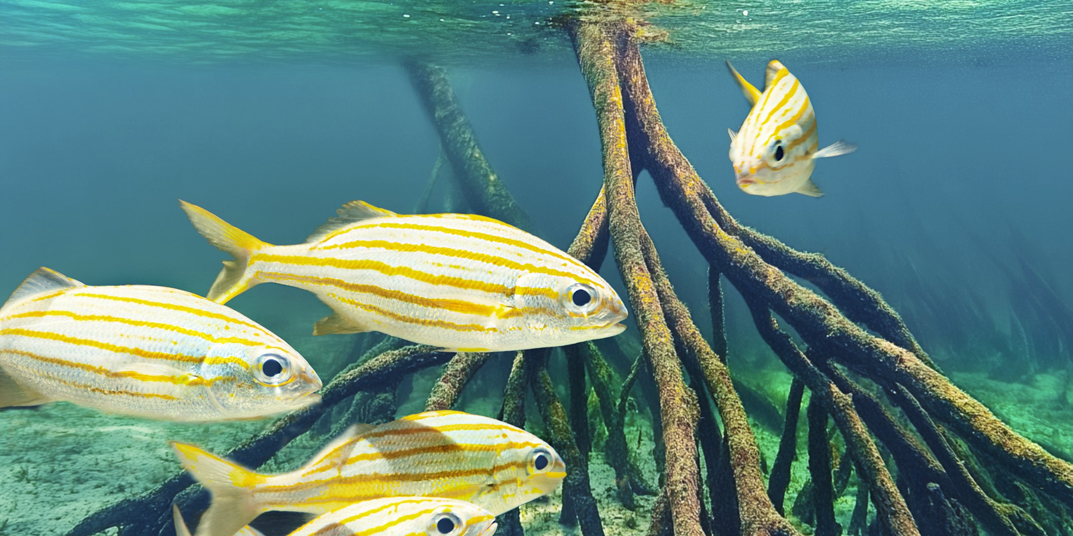 Underwater photograph of a school of yellow-striped grunts among red mangrove roots in clear turquoise shallows.