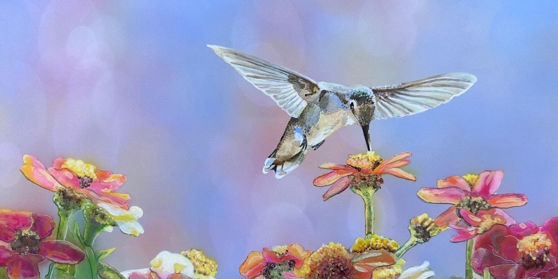 A hummingbird hovering wings-out over a bed of coral and yellow zinnias.