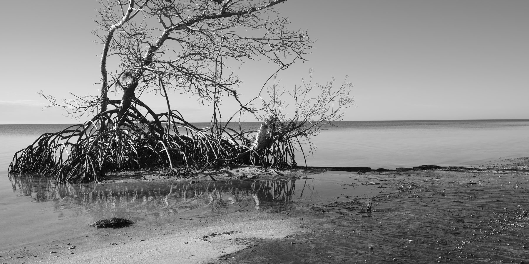 Black and white photograph of a wind-bent mangrove standing alone on a bare shoreline.