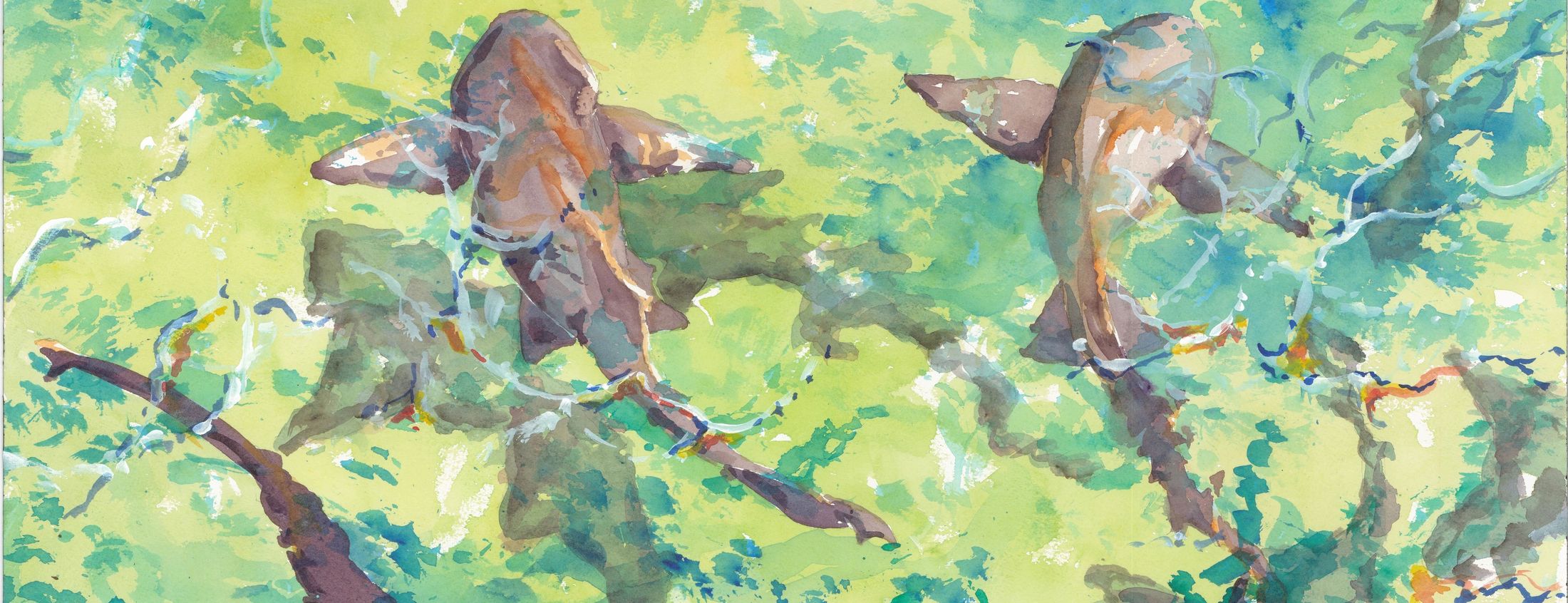 Loose watercolor of two nurse sharks moving over pale green shallows.