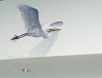 Florida Keys Fauna, by Elena Ortega