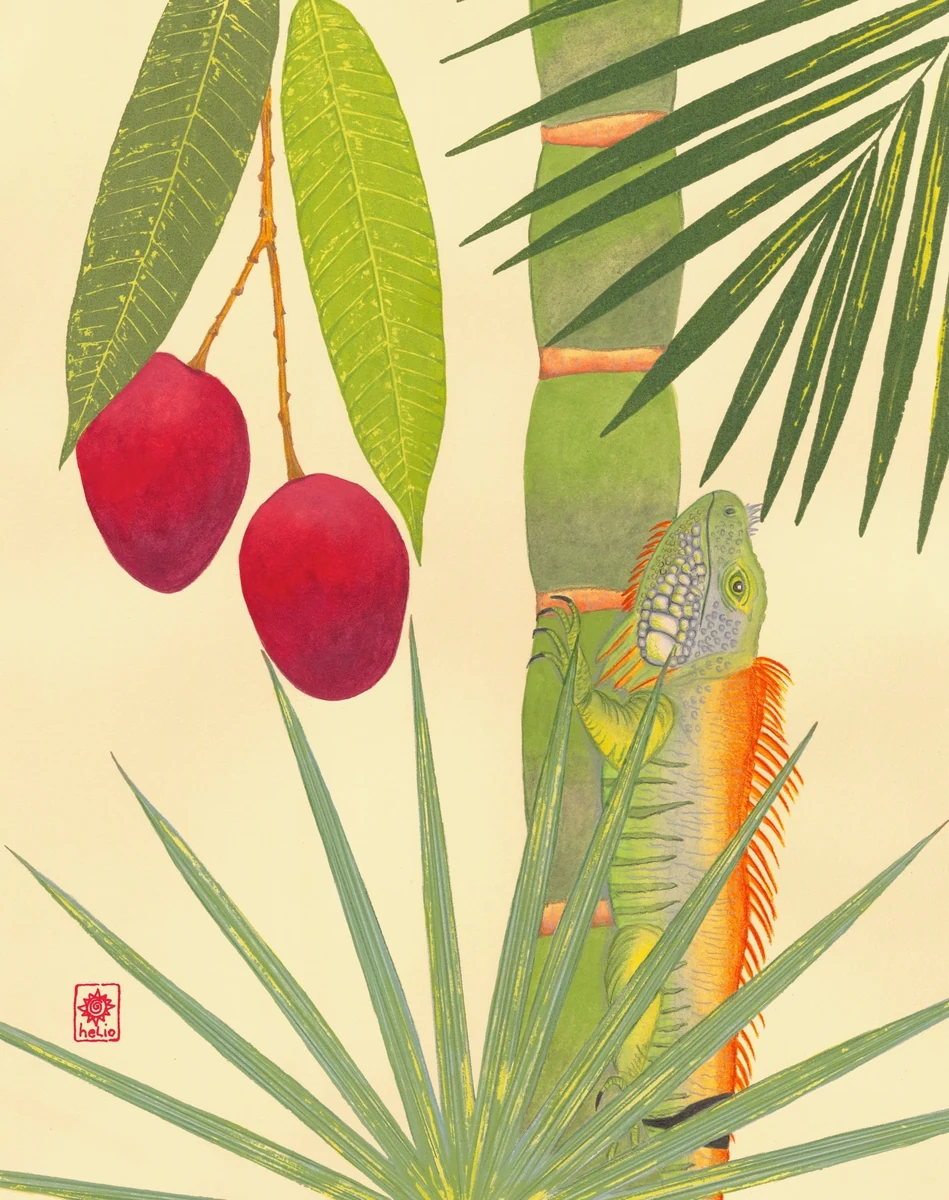 "Iguana Wanna Mango?" - a green iguana climbing a palm trunk beside ripe red mangoes and mango leaves, nature print with colored pencil, on cream ground