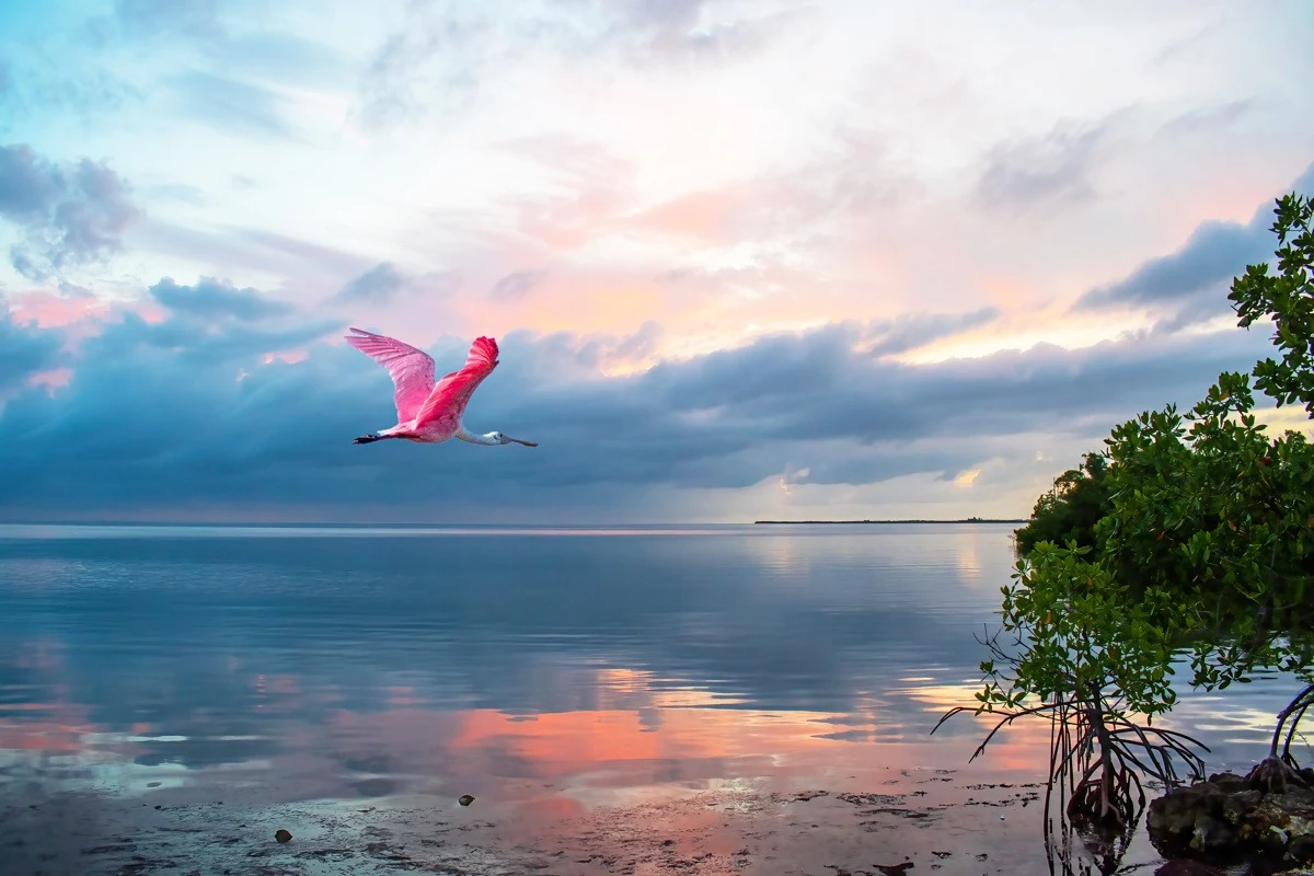 Spoonbill Over Paradise: a roseate spoonbill in flight over still water at dawn, with mangroves at right and pink cloud reflections