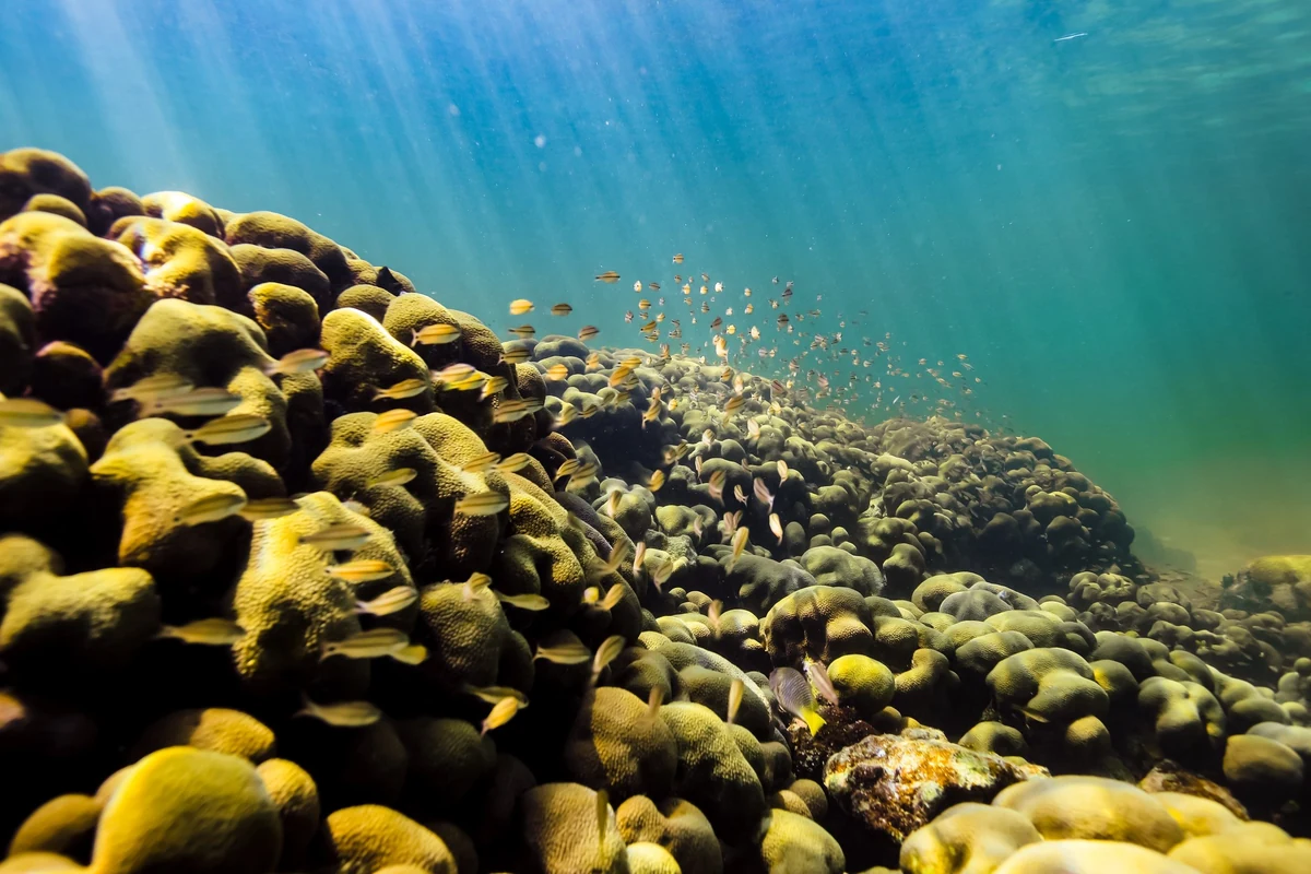 Sunlight raking across a shallow coral reef with small fish schooling over the coral heads