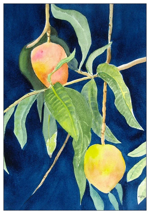 Mango Season II, 12 x 16 in watercolor: two ripening mangoes hanging on a leafy branch against a deep blue ground