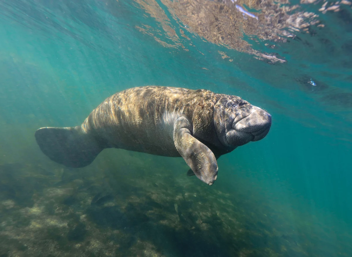Florida manatee gliding through shallow green water above a grassy bottom