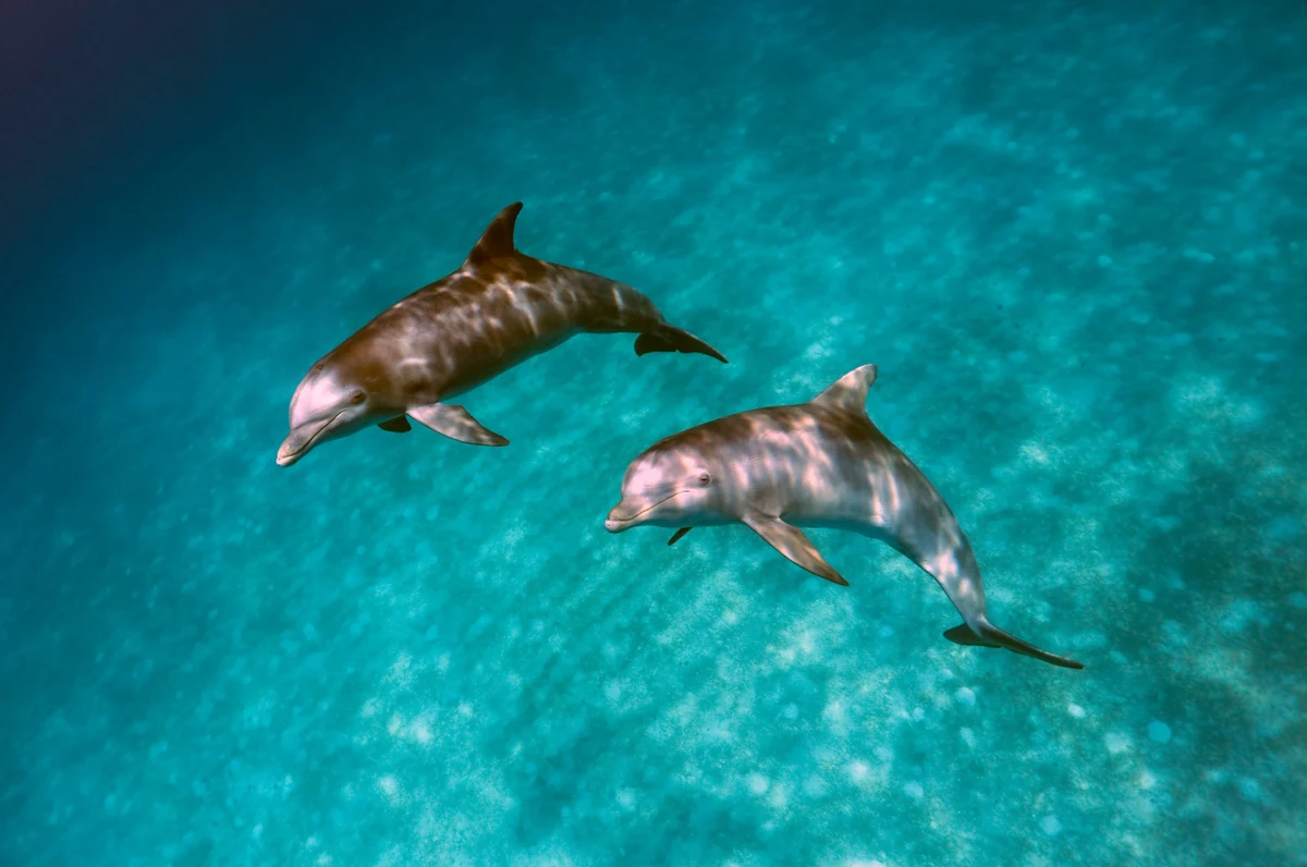Pair of bottlenose dolphins swimming over a sunlit turquoise sand bottom