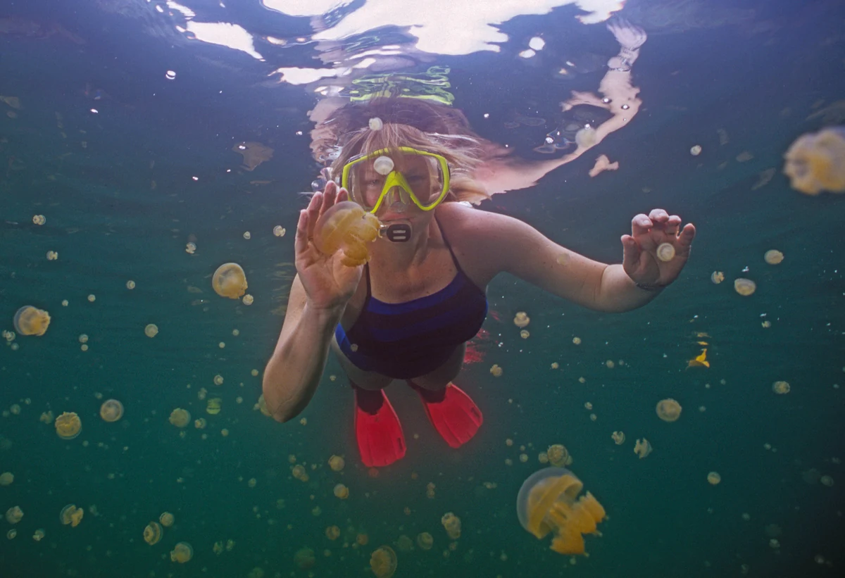 Suzanne Lombard snorkeling among golden jellyfish in Jellyfish Lake, Palau