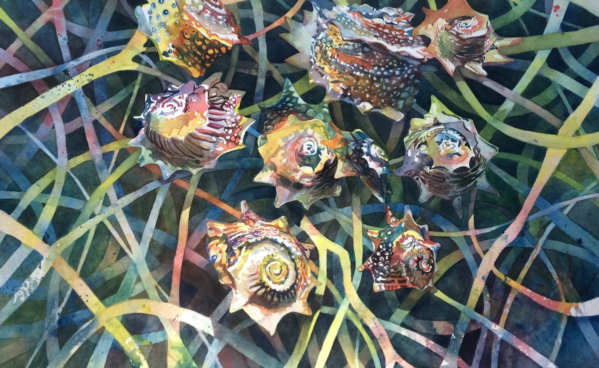 In the Wrack, a watercolor of spiny conch and murex shells scattered among strands of seagrass