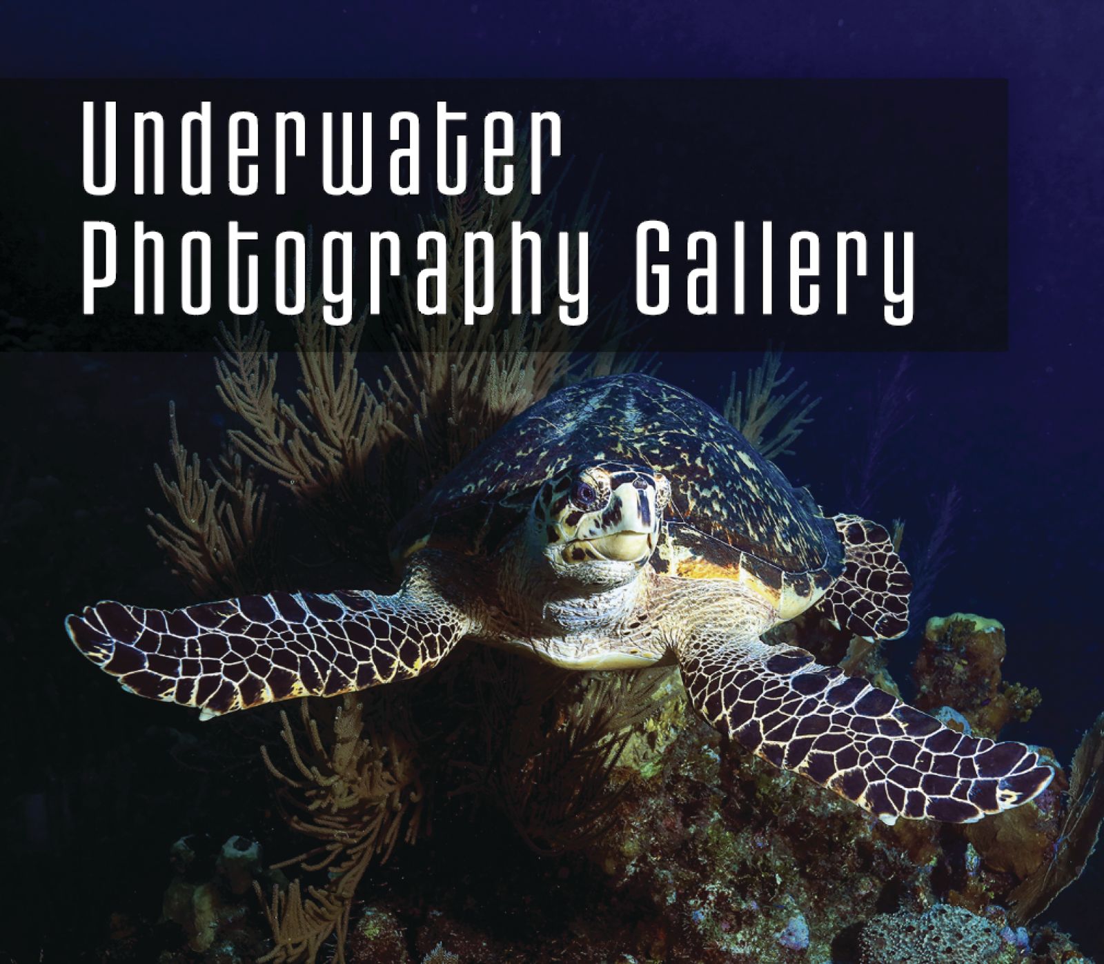 underwater%20photography%20gallery%20copy.jpg